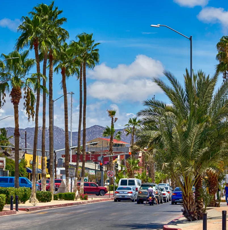 Traffic jam at traffic light with palm trees