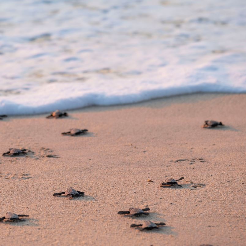 Baby sea turtles running to the ocean