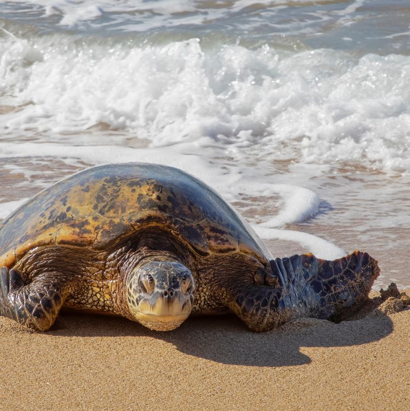 Sea turtle swimming to shore