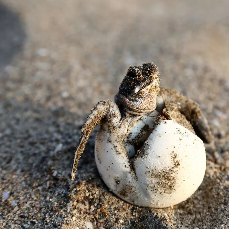 Baby sea turtle hatching from an egg in the sand