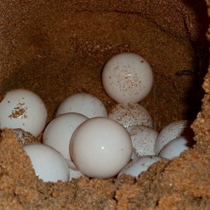 Sea turtle eggs in the sand
