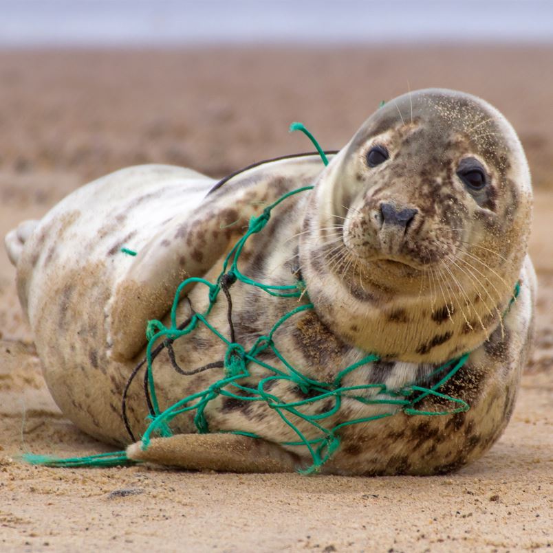 Seal caught in fishing net