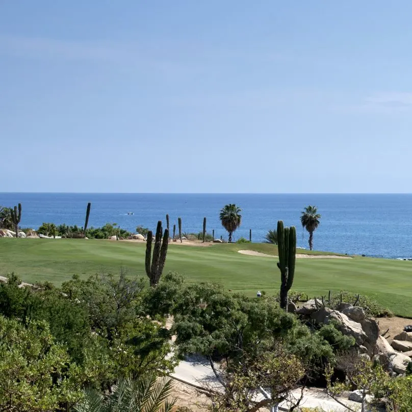 Cactus In Golf Course In Cabo