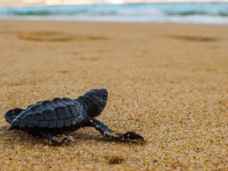 Los Cabos Urges Travelers To Watch Out For Turtles And Hatchlings