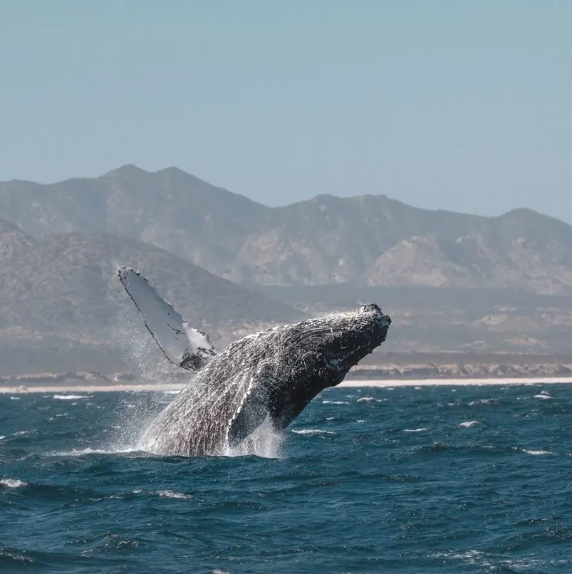 Whales in Cabo Waters