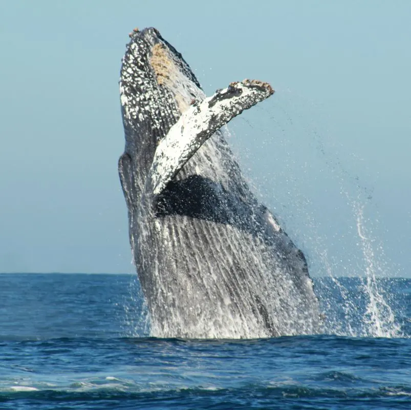 whale jumping out of water