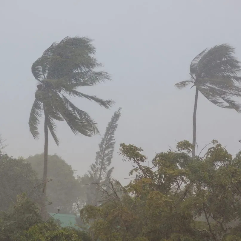 Palm trees blowing in high winds and rain