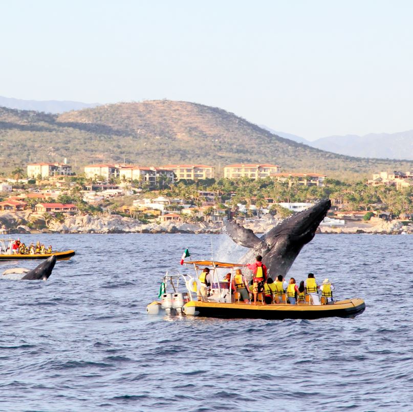 Group whale watching from a boat with whale jumping out of ocean