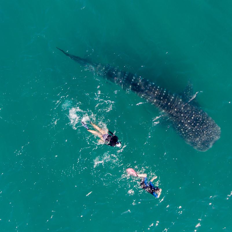 People are snorkeling next to the whale shark in the ocean