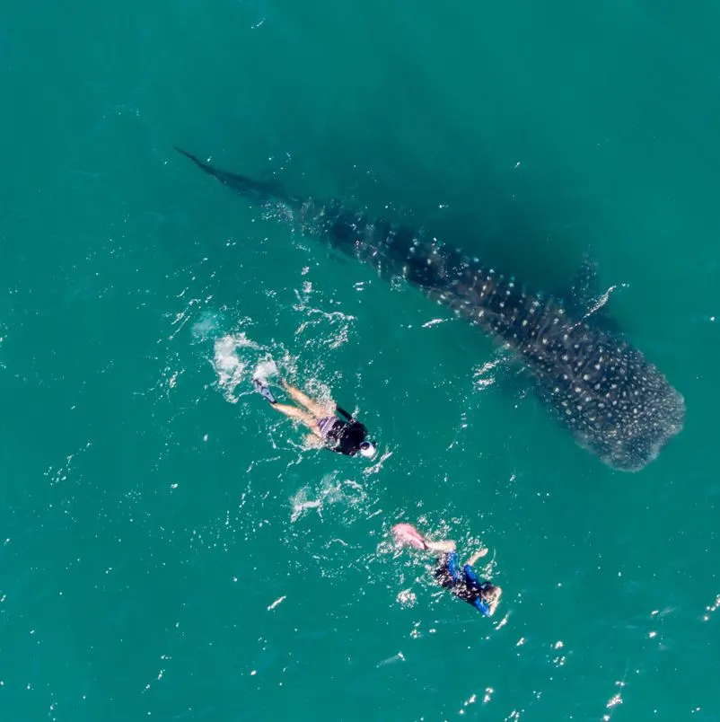 People snorkeling beside whale shark in the ocean
