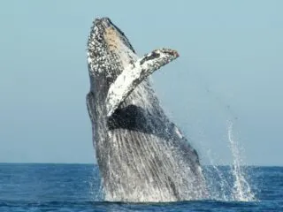 Los Cabos’ Newest Wild Whale Expedition