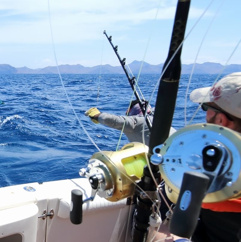 Sport Fishing Los Cabos