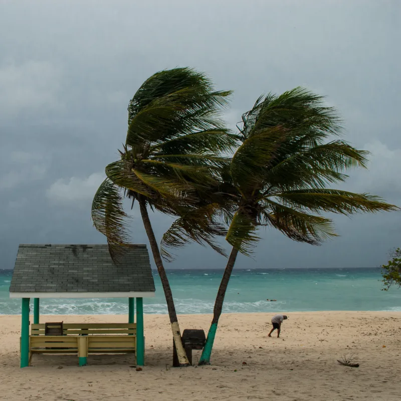 Palm tree on the beach blowing in the wind with the sea and an image of a man hunched over in the background.