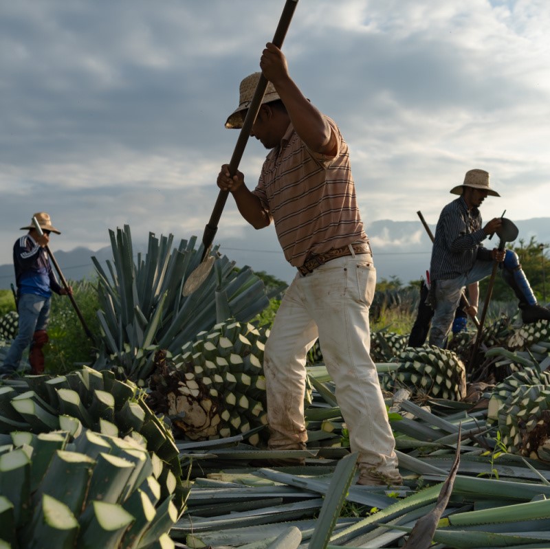 Workers Working on a Farm in Mexico