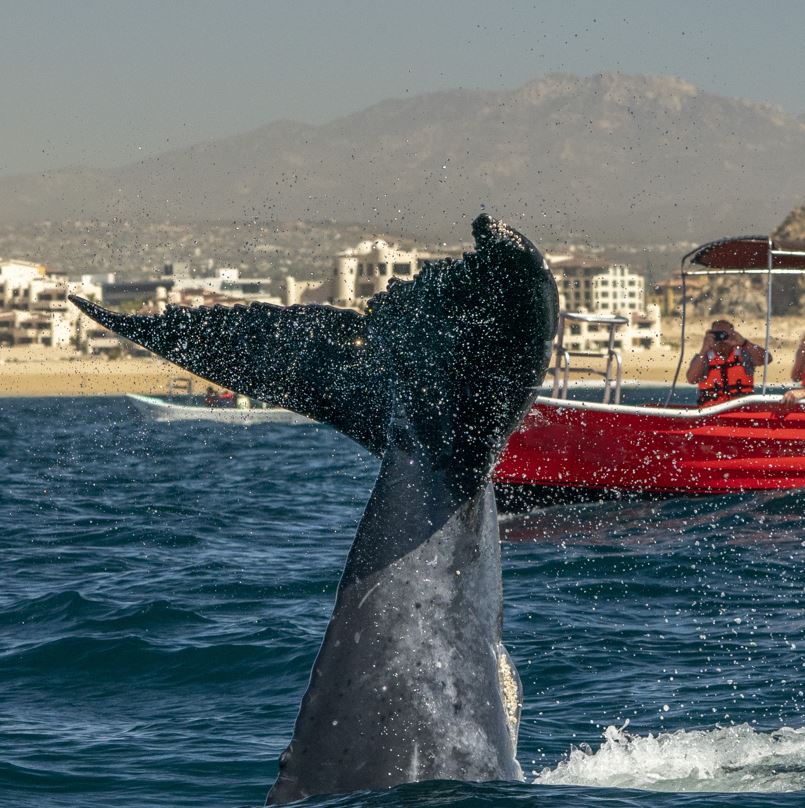 Ulendo Wowonera Whale ku Los Cabos