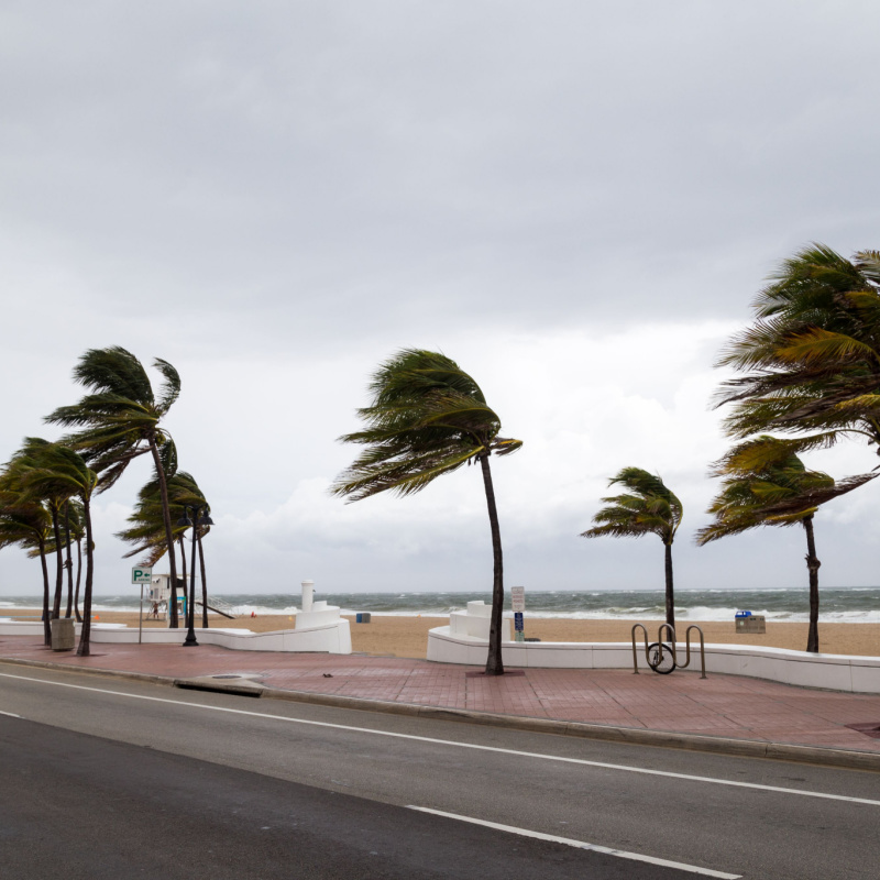 Palm Trees in heavy winds