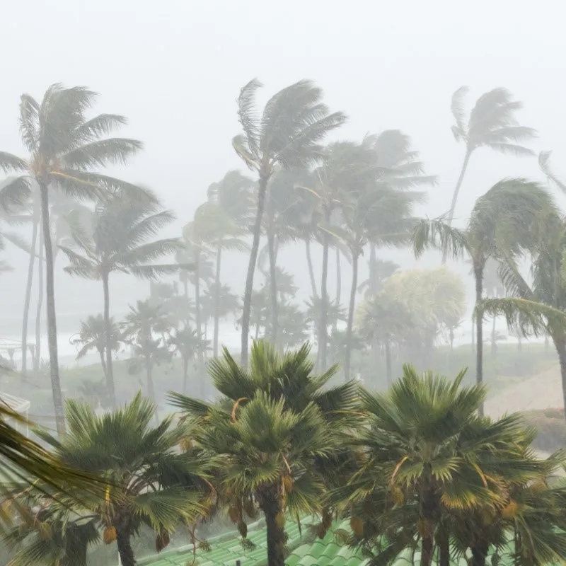 Palm trees blowing in the wind and rain during a strong storm.