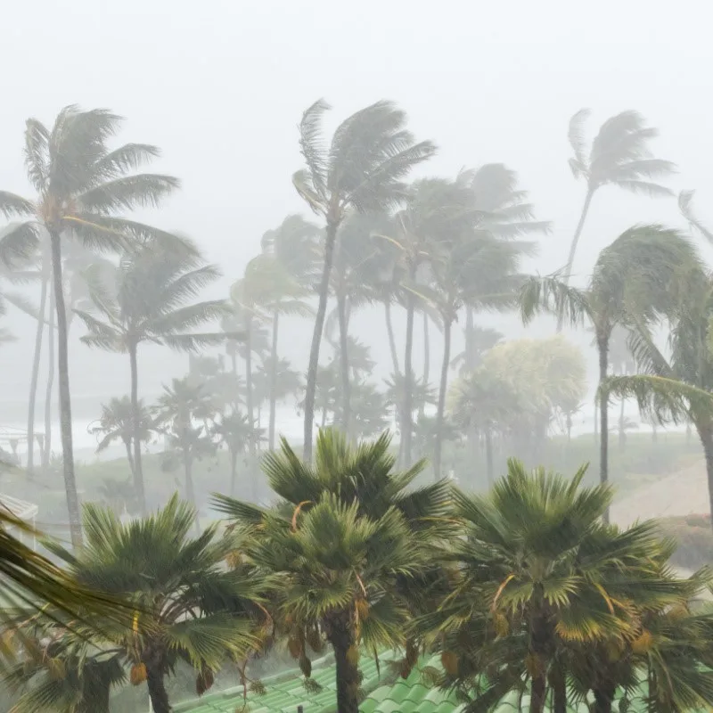 trees during storm