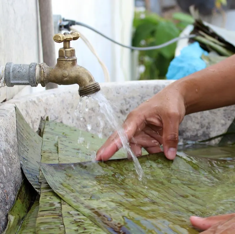 Washing Pencas To Cook Barbacoa Dishes Los Cabos