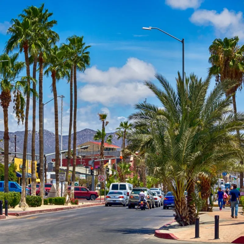 Cabo City View of palm trees and buildings in the downtown area of the popular tourist destination.