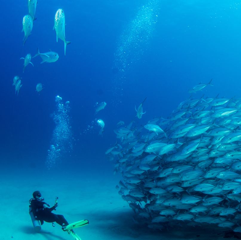 Diver Taking Pictures of Fish