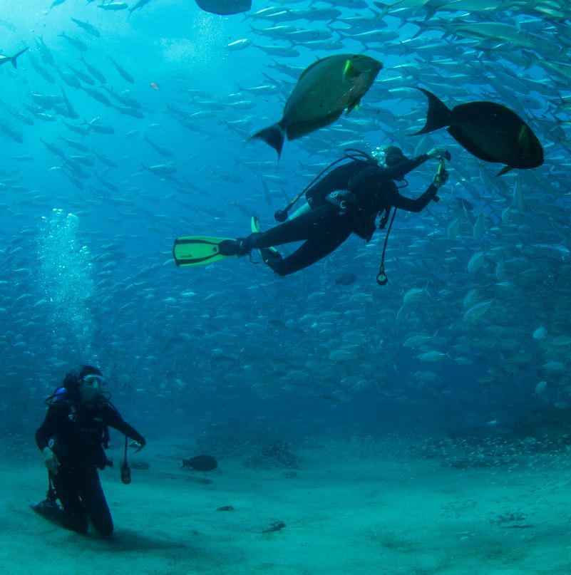 Divers In Cabo Pulmo National Park Near Los Cabos.