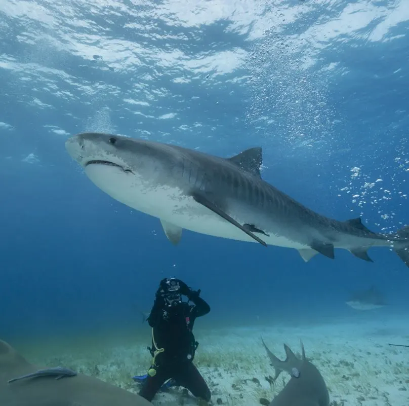 Diving With Sharks