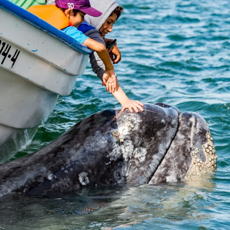 Family Whale Watching