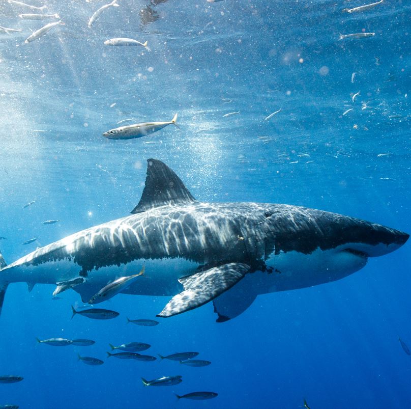 Great White Shark Los Cabos