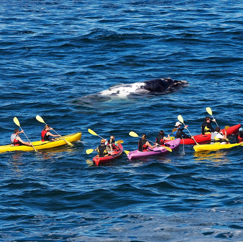 Group of Kayakers Near A Whale