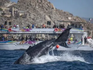 Rules For Whale Watching In Los Cabos That Tourists Need To Know