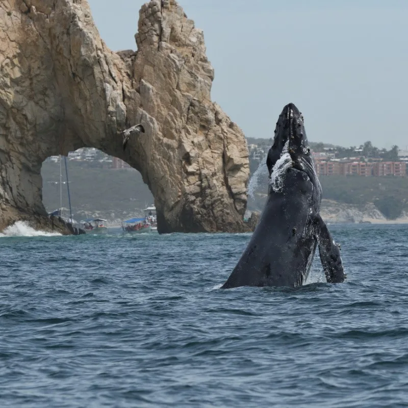 Whale Cabo San Lucas