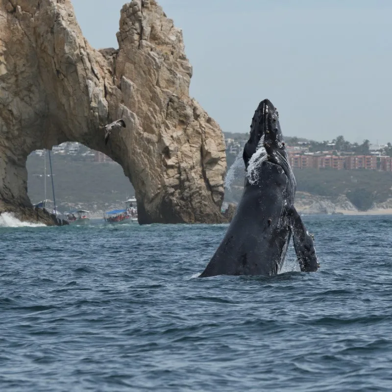 Small Whale Breaching the Water Near the famous Arch in Cabo San Lucas.