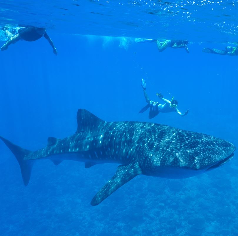 Snorkeling With Whale Sharks in Los Cabos