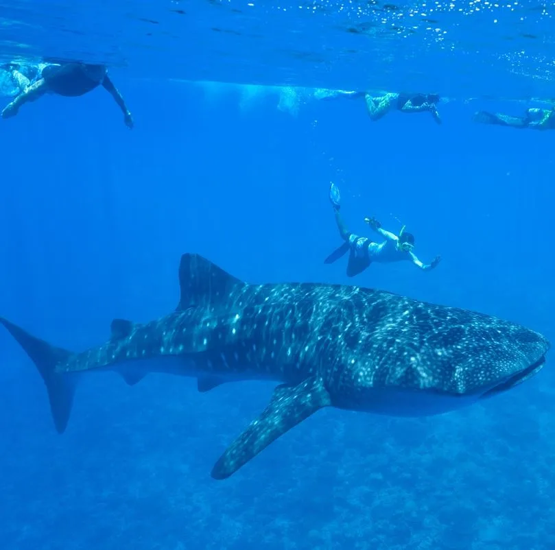 Snorkeling With Whale Sharks in La Paz