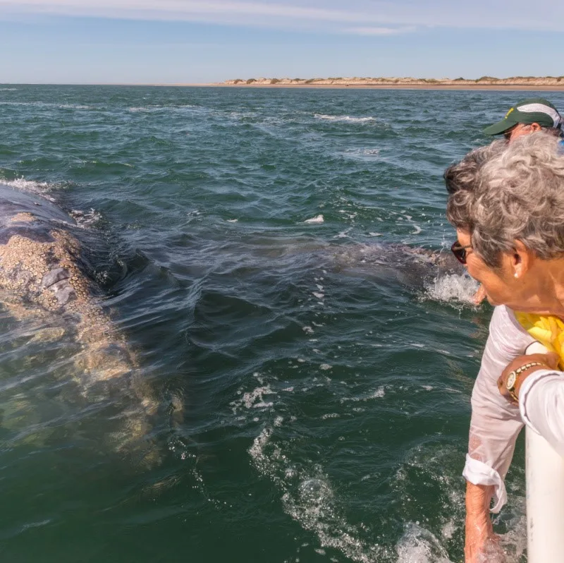 Tourists Near Whale