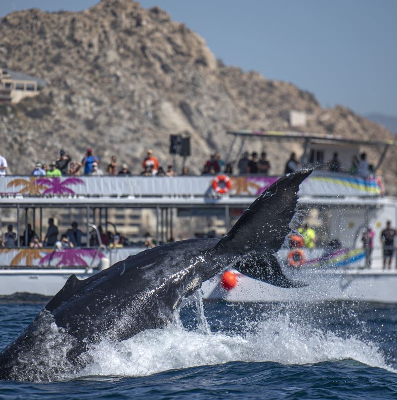 Tourists on large boat watching whale dive into the water Los Cabos