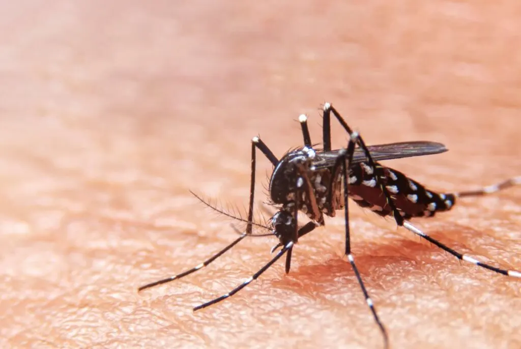 Travelers Need To Take Precautions Against Dengue Fever While In Los Cabos