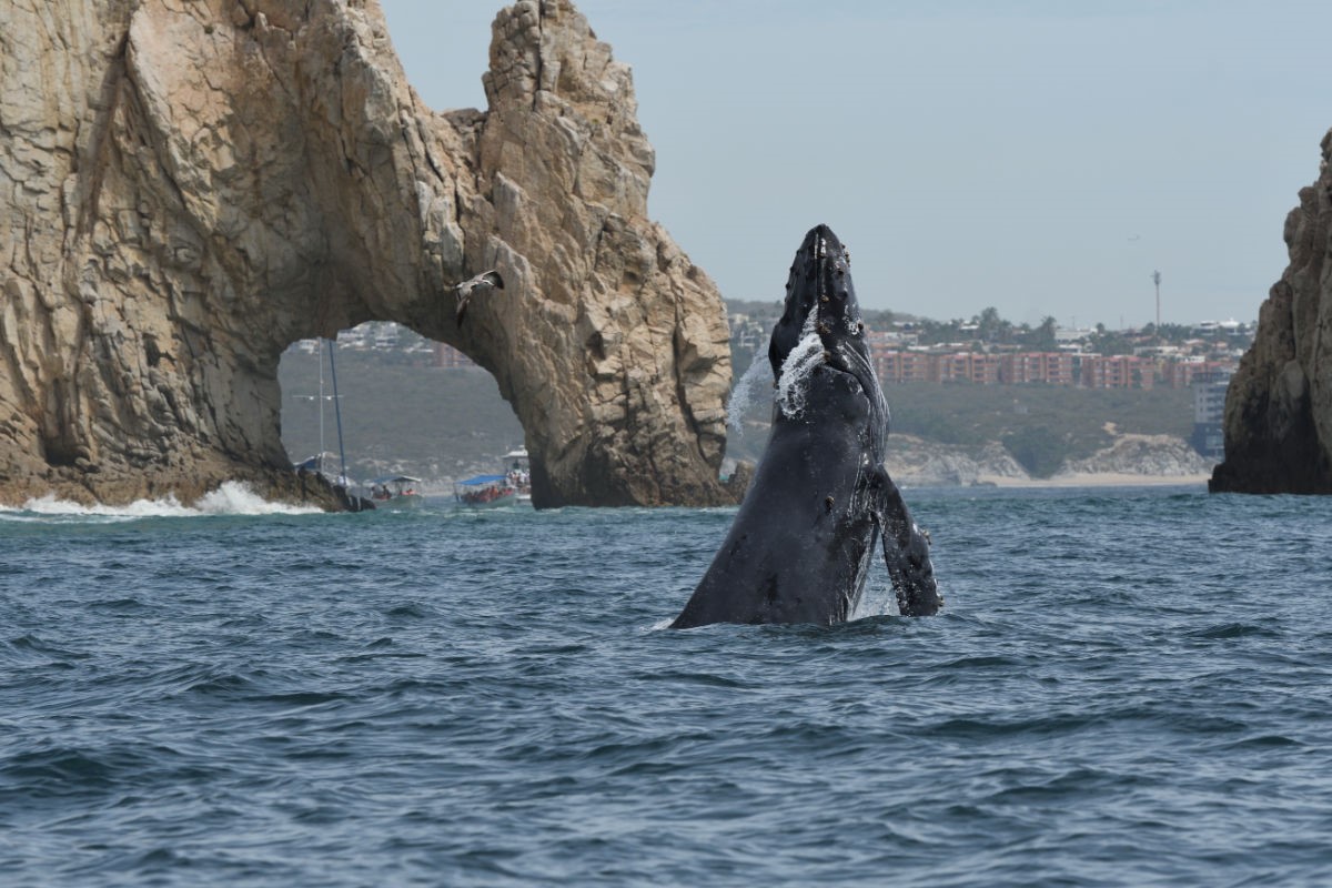Whale cresting near El Arco in Los Cabos