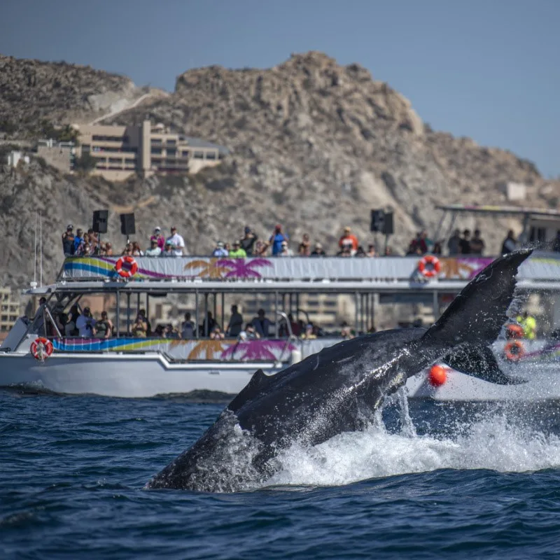 Whale Watching in Cabo