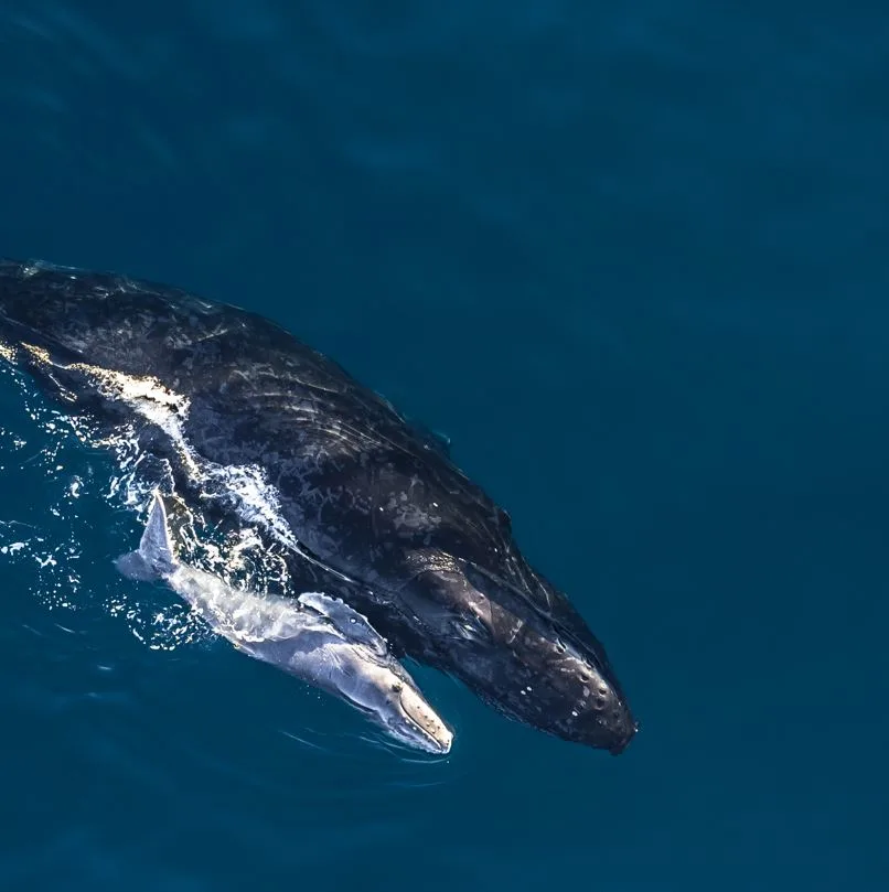 Whale and Her Calf