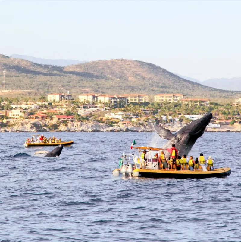 Whales Near Boats
