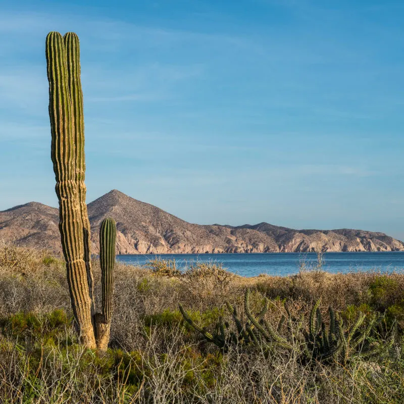 Baja California Sur outdoors nature and mountains in the background.