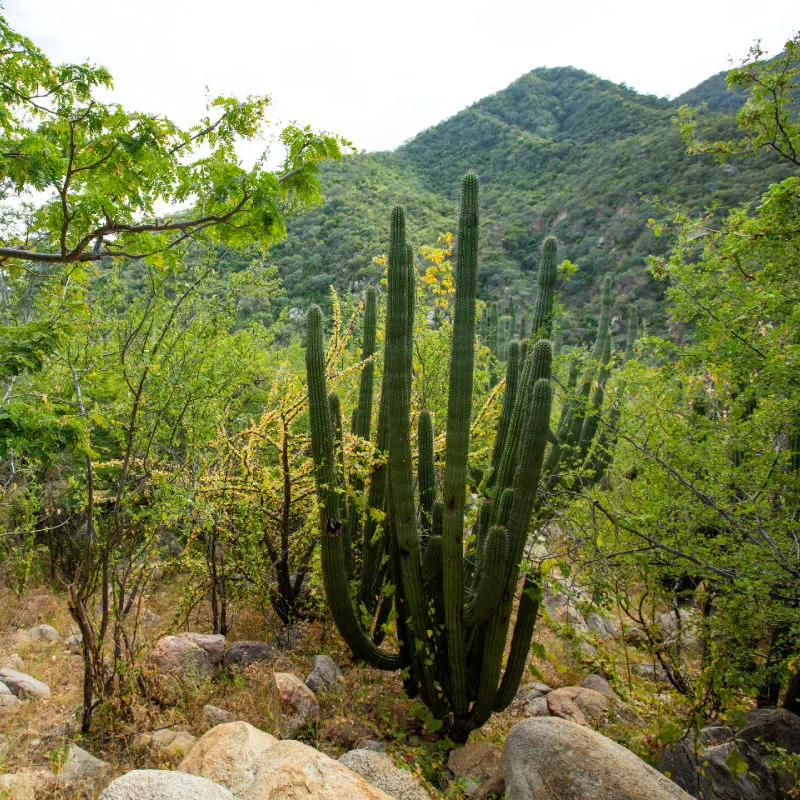 Zorra Canyon area Los Cabos