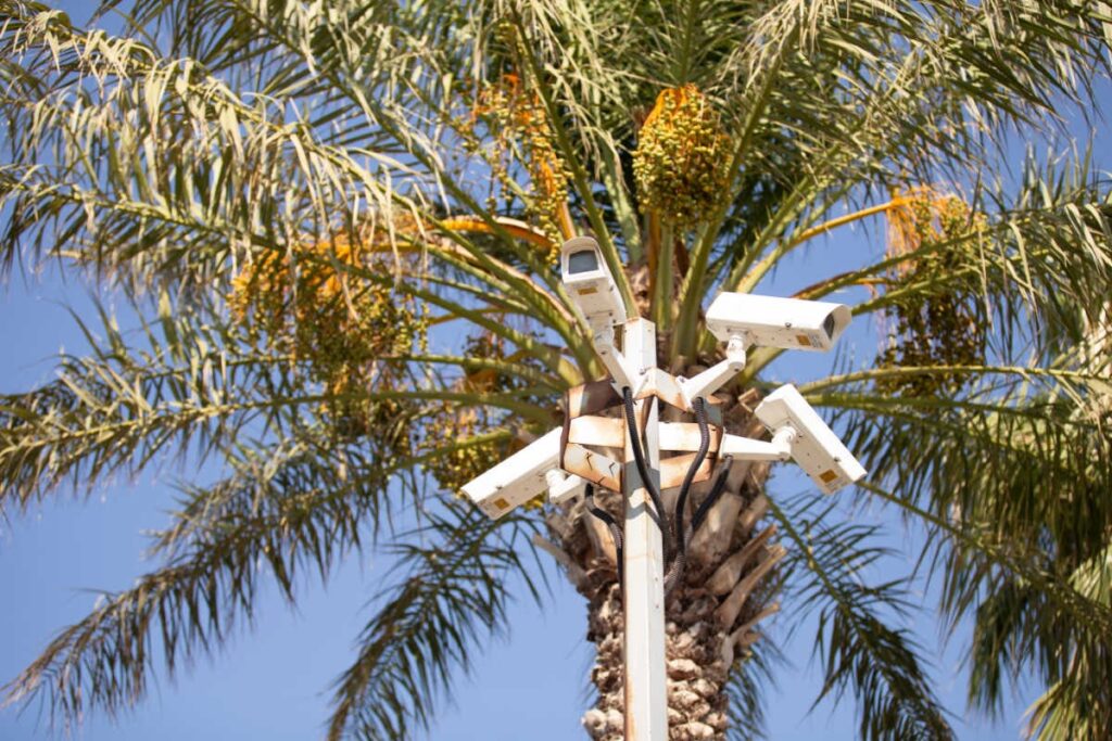 Security Cameras in a Palm Tree Looking Down at the City 