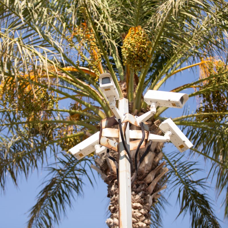 Security Cameras in a Palm Tree Looking Down at the City