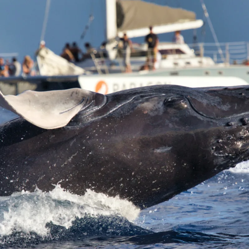 Whale watching from boat