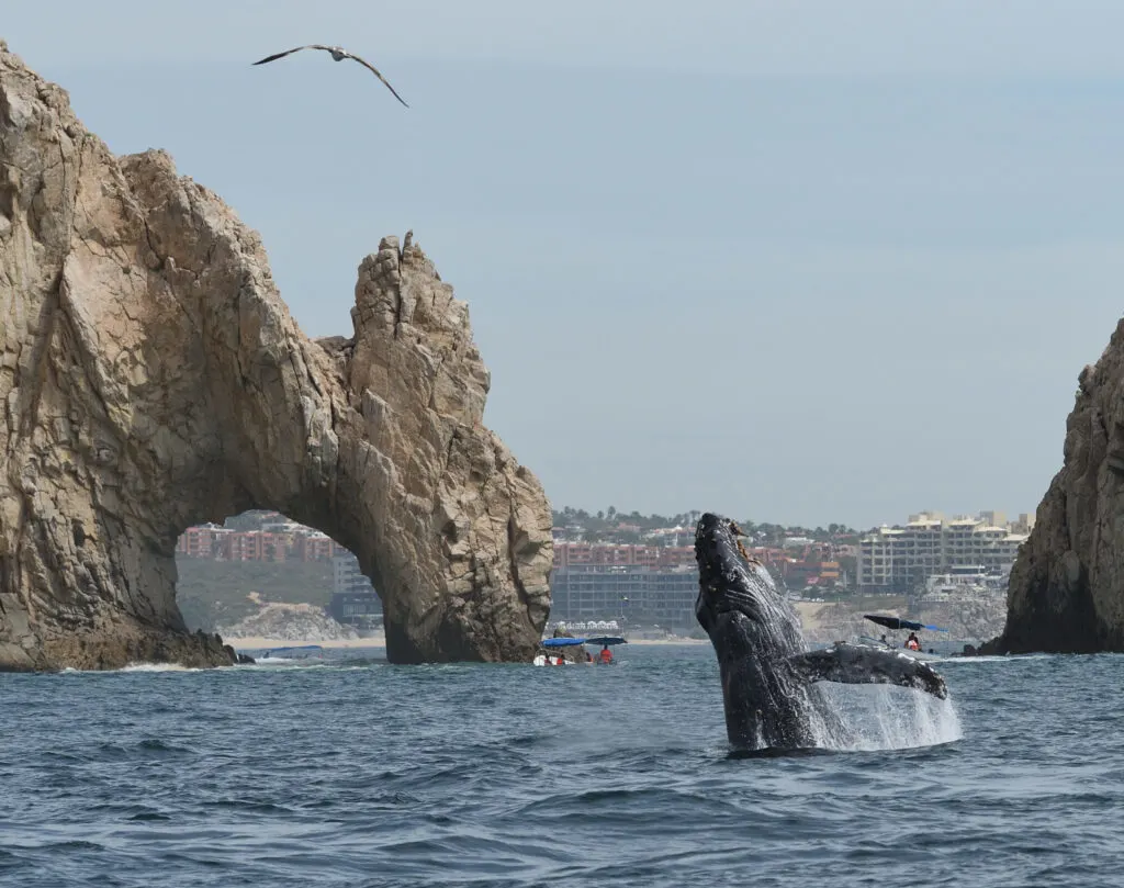 Whale at arch of Cabo San Lucas