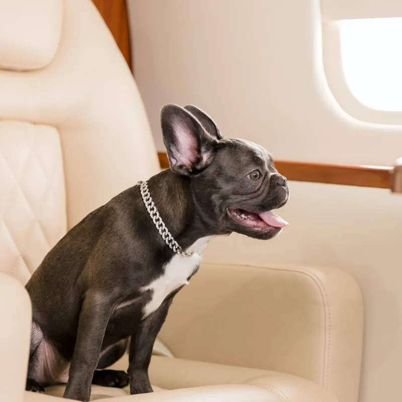 Dog on private plane