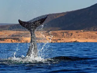 Whale Watching Season Officially Begins In Los Cabos